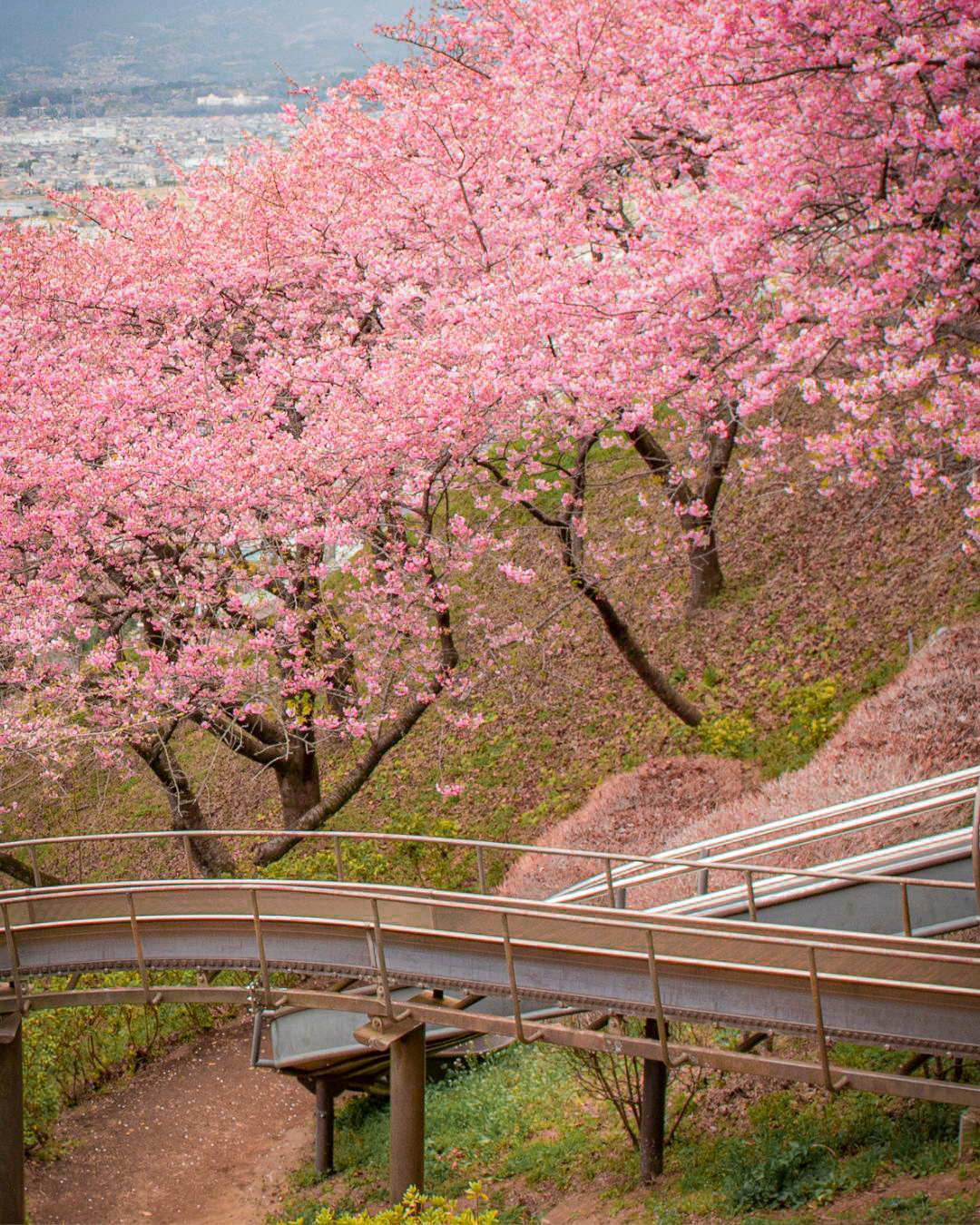 sakura jepang