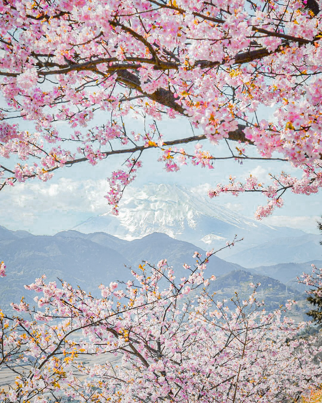 sakura jepang