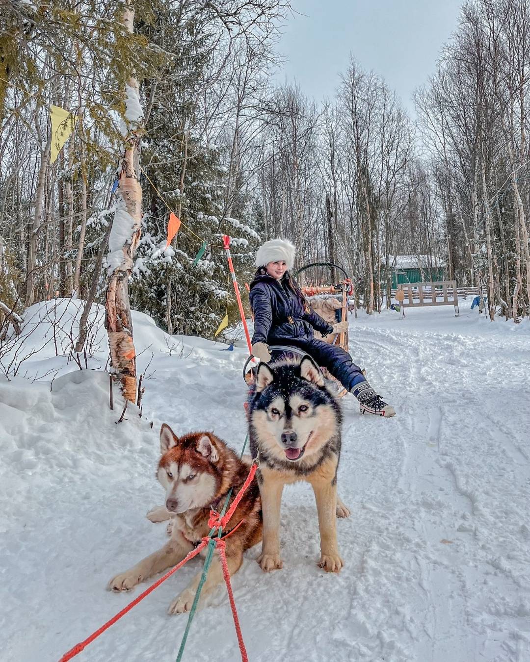 russia husky