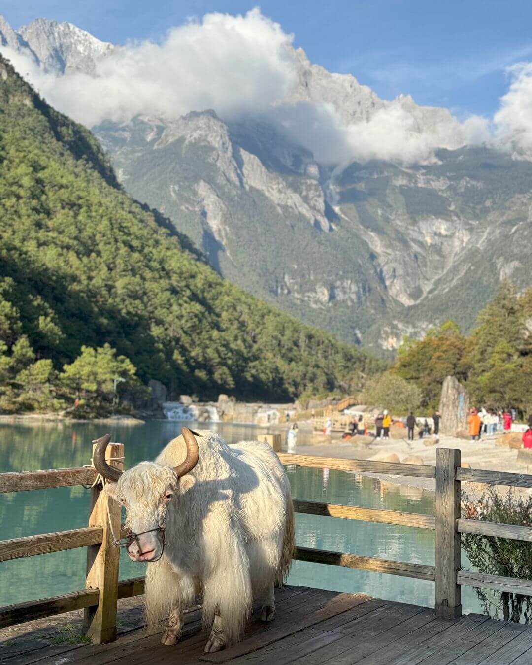 Yak Meadow - china